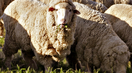Crowdfunding campaign launched to take NZ merino-wool jeans global