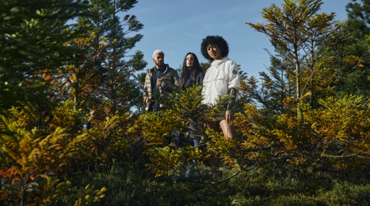 Canada Goose. Image supplied