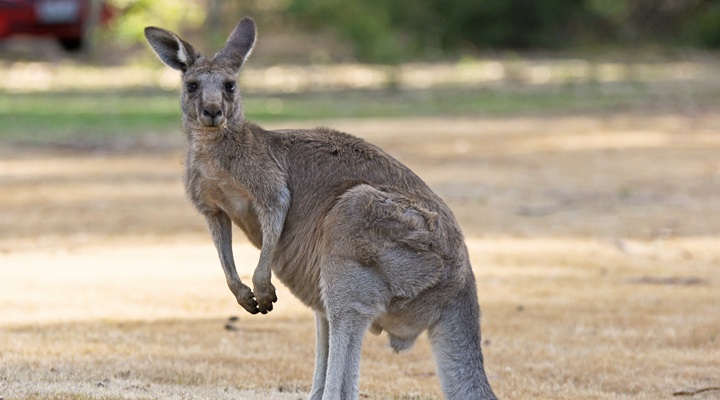 Australian kangaroo