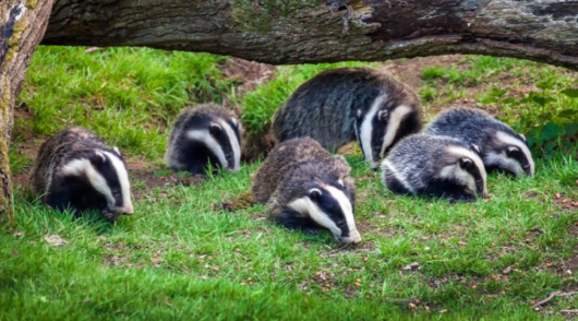 Badgers